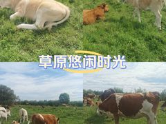 -御道口草原森林风景区