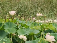 -陕西省西安植物园