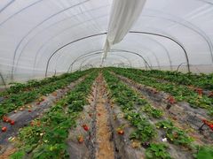 -喜杨洋草莓采摘园