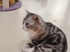-三花喵·撸猫购宠·宠物生活馆(虹桥南丰城店)