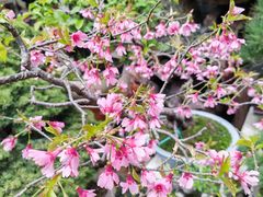 -青石桥花鸟鱼虫市场(叠翠城店)