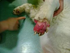 -瑞派·关忠动物医院·猫专科·犬专科(三环新城店)