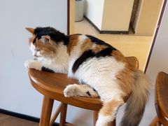 -有猫主题·治愈系猫咖(曾厝垵店)
