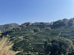 -中国茶叶博物馆(双峰馆区)