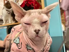 -猫小院猫主题咖啡厅(北锣店)
