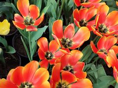 -南宫五洲植物乐园