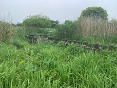 -梁鸿国家湿地公园