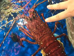 -盒马鲜生(莱蒙都会店)
