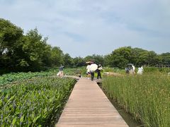 -西溪国家湿地公园