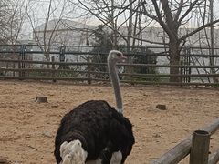 -大连森林动物园