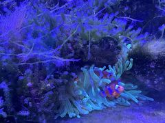 -青石桥花鸟鱼虫市场(叠翠城店)