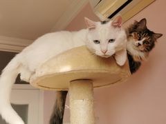 -中农国际动物医院24小时·猫科·骨科·急重症中心
