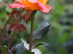 -人民公园(罗湖区)