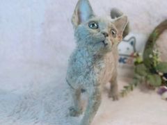 -十年猫舍·猫咪专门店(普陀店)