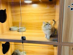 -猫十亿·布偶金渐层·曼基康矮脚猫舍(青年路店)