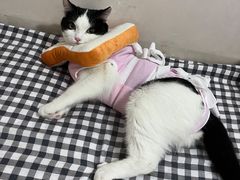 -伟伟宠物医院·CT影像中心·瑞派犬猫综合性门诊(汉口总院)