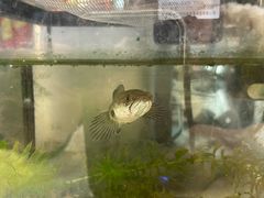 -蛋仔超人·鸡蛋仔·港奶(西华路店)