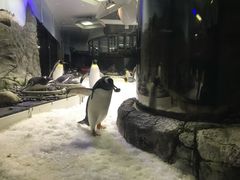 -悉尼海洋生物水族馆