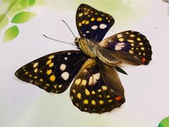 -上海昆虫博物馆