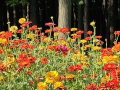 -上海共青森林公园