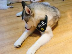 -Husky Go! 哈士奇体验馆·宠物咖啡厅狗咖