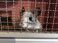 -藦茜花园宠物主题亲子互动体验馆(国顺东路店)