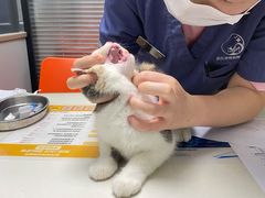 -伟伟宠物医院·CT影像中心·瑞派犬猫综合性门诊(汉口总院)