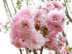 -天适樱花悠乐园