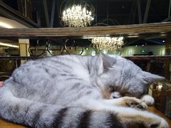 -more than meow吴止猫主题餐厅(承德 中船汇店)