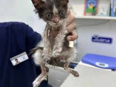 -拜鲁耶动物诊疗中心·宠家动物医院