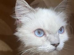 -楼上猫咖(罗湖店)