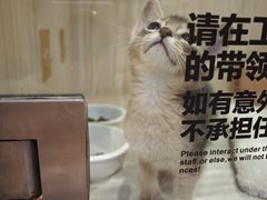 -屋虎猫馆(宝安大仟里店)