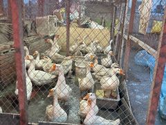 -鱼窝棚柴火铁锅炖(富山屯店)