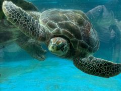 -海合安成都极地海洋公园