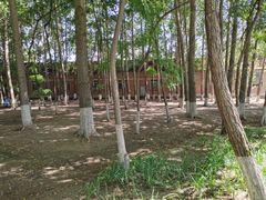-丁香湖公园