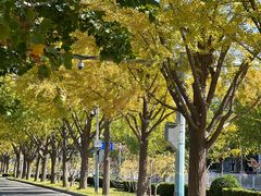 -三里屯东五街银杏大道