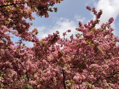-海棠花溪(元大都城垣遗址公园)