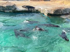 -珠海长隆海洋王国