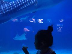 -烟台海昌鲸鲨海洋公园