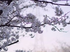 -高东镇樱花园