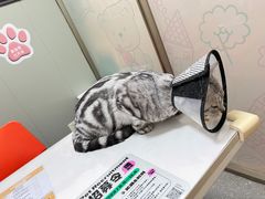 -伟伟宠物医院·瑞派猫友好医院·猫科(光谷店)