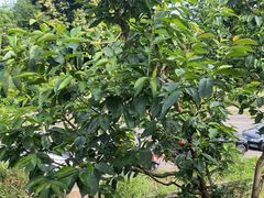 -樱桃山旅游景区