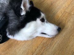 -Husky Go! 哈士奇体验馆·宠物咖啡厅狗咖