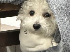 -赵宝美煎包店