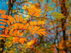 -叠溪松坪沟景区
