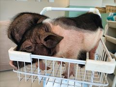 -怪兽屋·羊驼·猫咖·狗咖(俊华广场店)