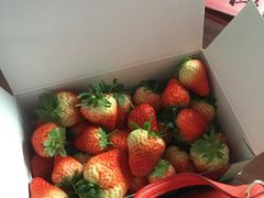 -青浦采草莓天天草莓园