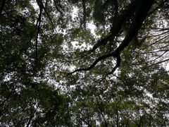 -上海滨江森林公园