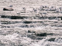 -尼亚加拉瀑布州立公园