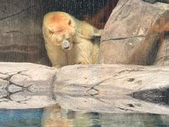-海合安武汉极地海洋公园
